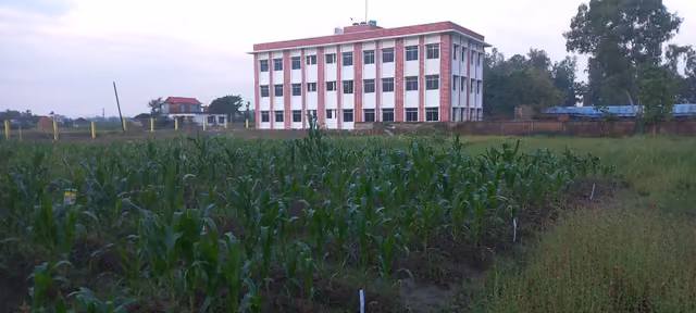 A standing crop of maize on the campus farm plot with the teaching block rising behind it